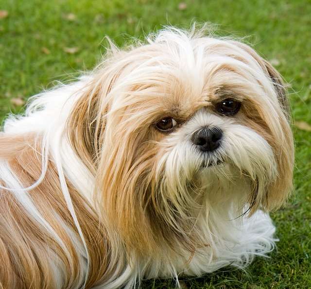 Why Your Shih Tzu Smell Like Fish