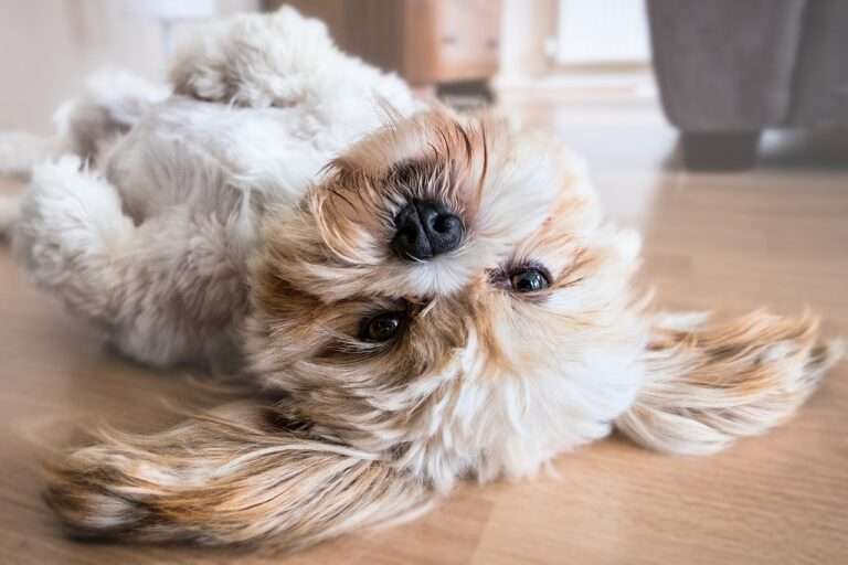 Why Your Shih Tzu Smell Like Vomit