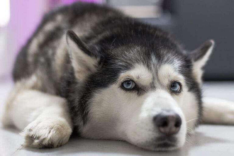 Why Your Husky Is Not Eating