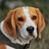 Are Beagles A High Maintenance Dog?