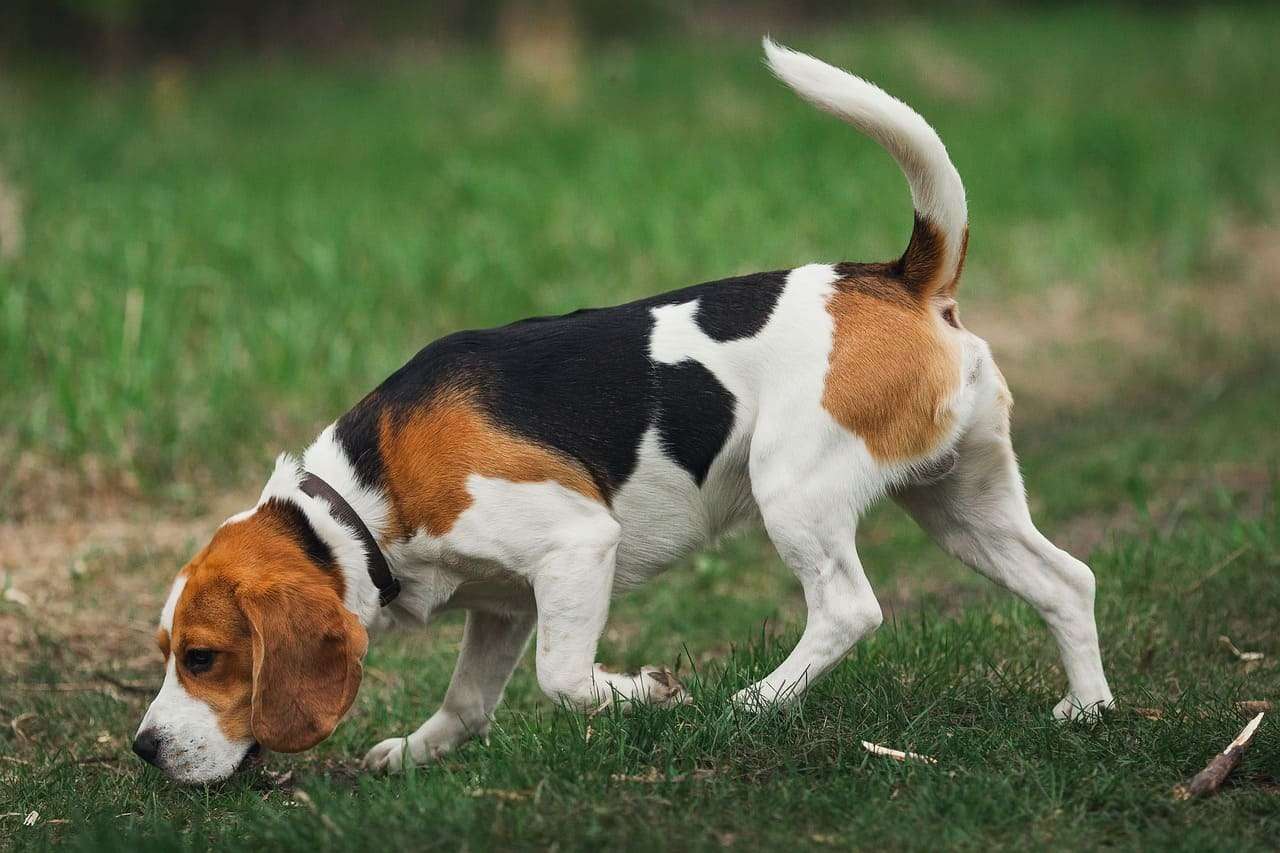 Are Beagles A High Maintenance Dog?