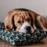 Is a Beagle Dog Good For A Small House