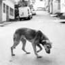 Are Indian Stray Dogs Vaccinated