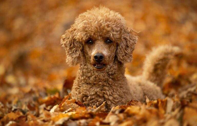 Why Are Miniature Poodles So Mean