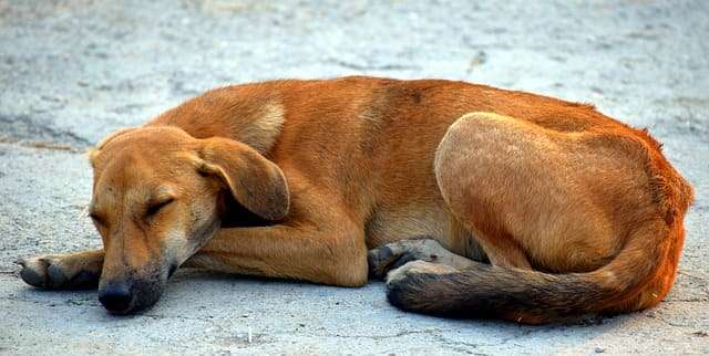 What Does Municipality Do With Stray Dogs?